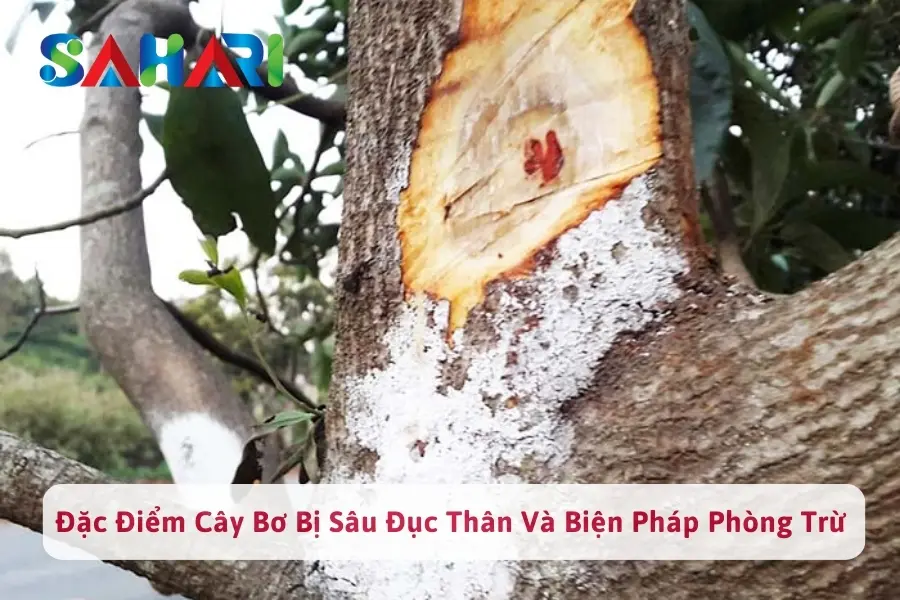 #1 Đặc Điểm Cây Bơ Bị Sâu Đục Thân Và Biện Pháp Phòng Trừ