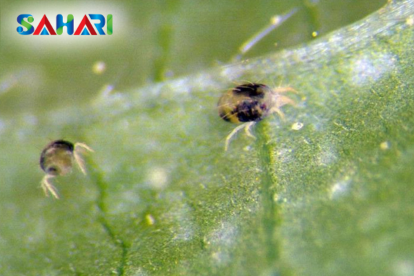 Quy trình thực chiến chống stress mùa khô (SOP)