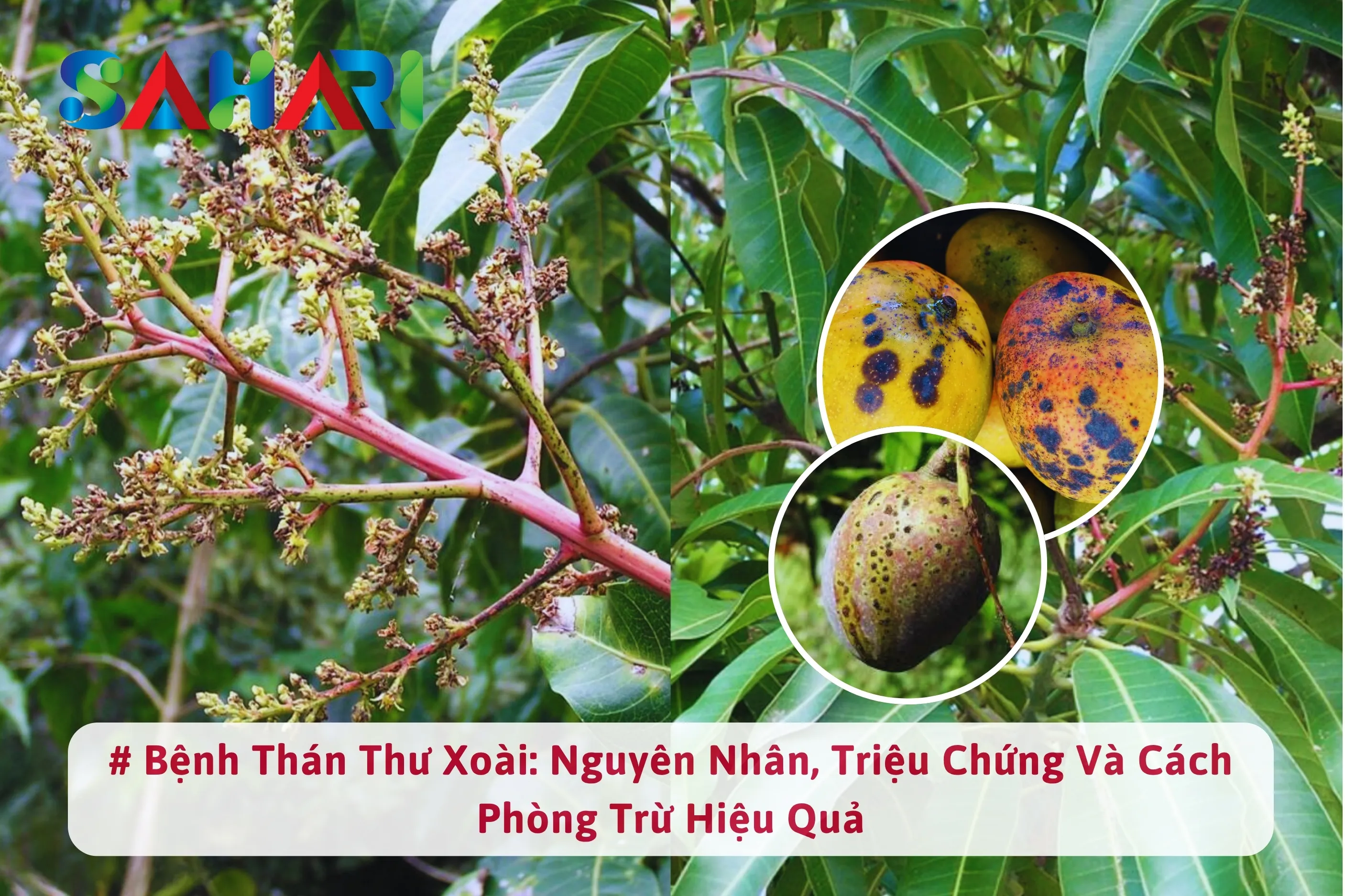 BỆNH THÁN THƯ XOÀI - NGUYÊN NHÂN, DẤU HIỆU VÀ GIẢI PHÁP PHÒNG TRỪ HIỆU QUẢ