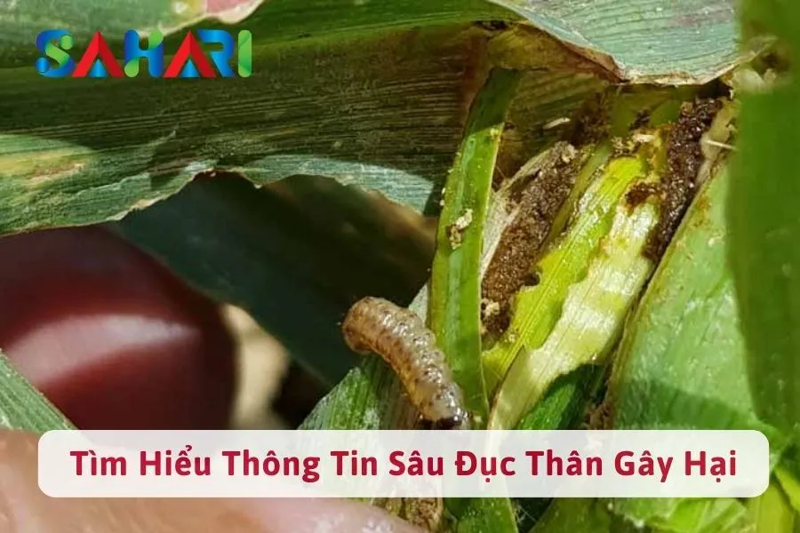 #1 Tìm Hiểu Thông Tin Sâu Đục Thân? Bệnh Sâu Đục Gây Hại?