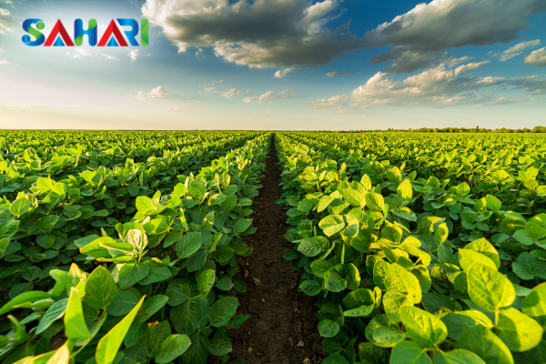 Sahari – Giải pháp nông nghiệp bền vững cho trang trại lớn