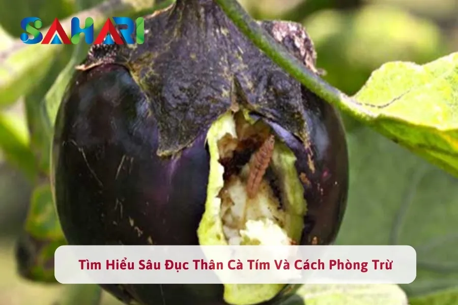 Tìm Hiểu Sâu Đục Thân Cà Tím Và Cách Phòng Trừ