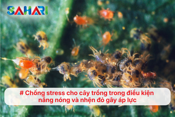 Chống stress cho cây trồng trong điều kiện nắng nóng và nhện đỏ gây áp lực