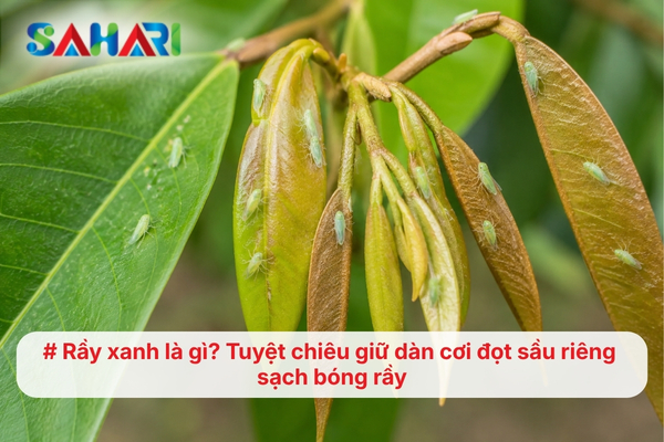 Rầy xanh là gì? Tuyệt chiêu giữ dàn cơi đọt sầu riêng sạch bóng rầy