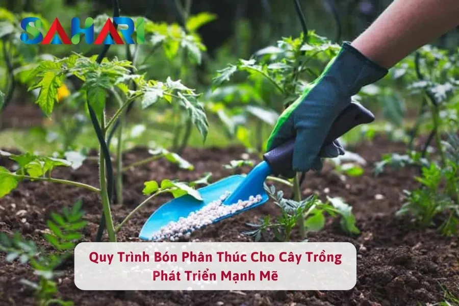 Quy Trình Bón Phân Thúc Cho Cây Trồng Phát Triển Mạnh Mẽ