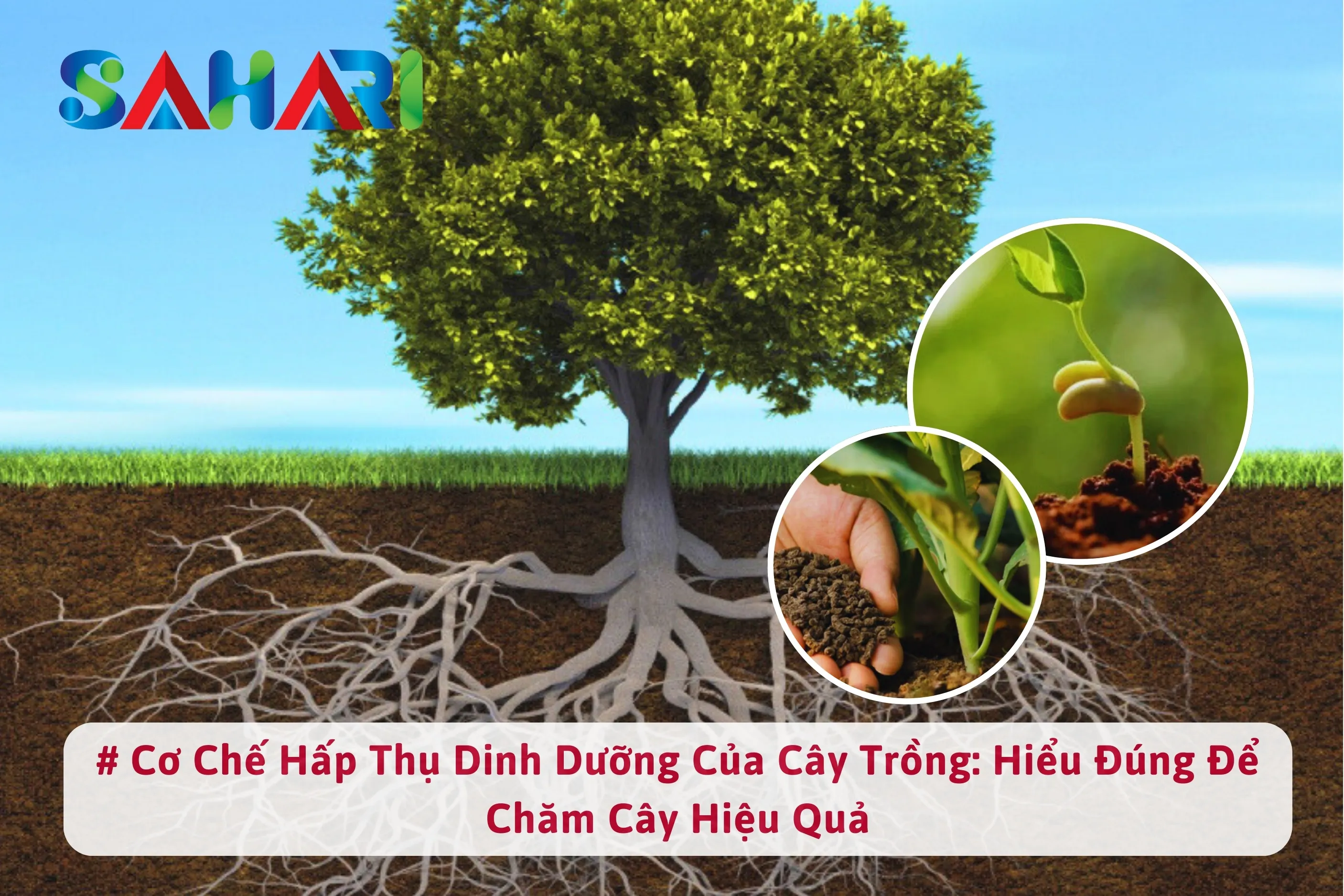 Cơ Chế Hấp Thụ Dinh Dưỡng Của Cây Trồng: Hiểu Đúng Để Chăm Cây Hiệu Quả