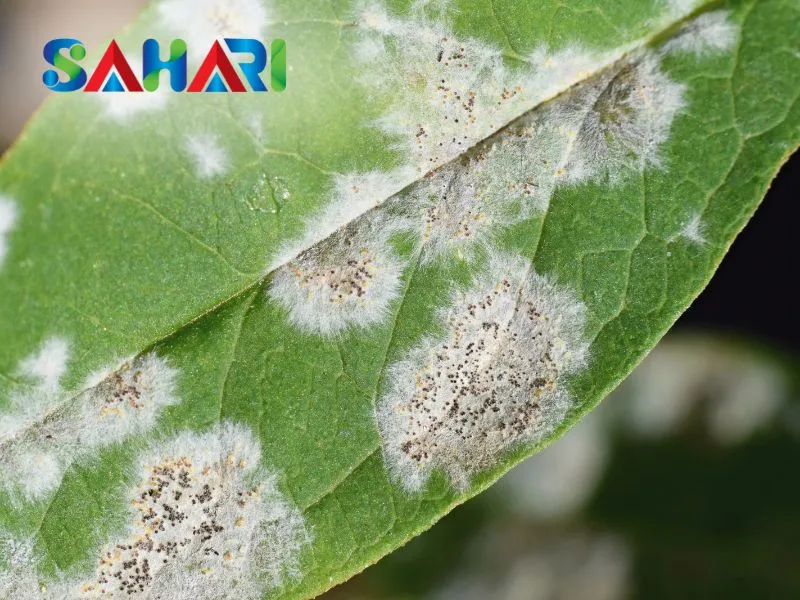 Hỗ trợ cây chống lại nấm khuẩn tấn công