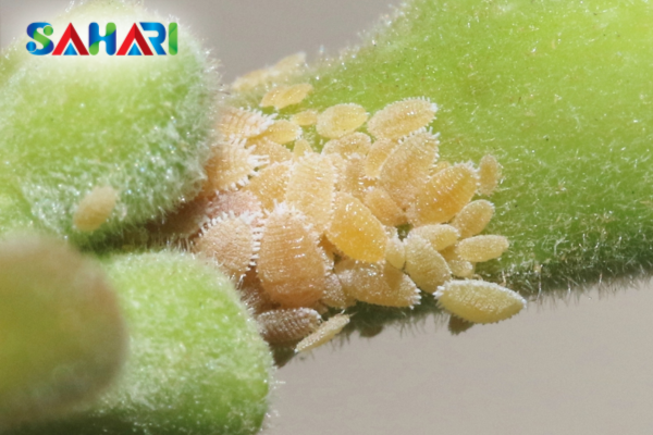 Hai cột mốc "vàng" bà con cần đặc biệt lưu ý