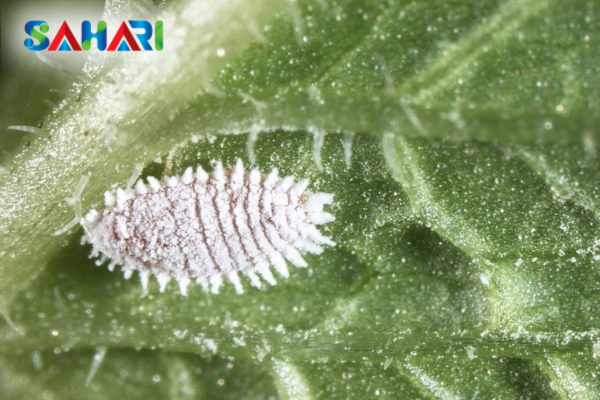 Bước 2: Quan sát các chỉ số báo động sớm