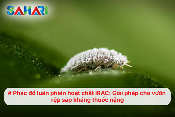 Phác đồ luân phiên hoạt chất IRAC: Giải pháp cho vườn rệp sáp kháng thuốc nặng