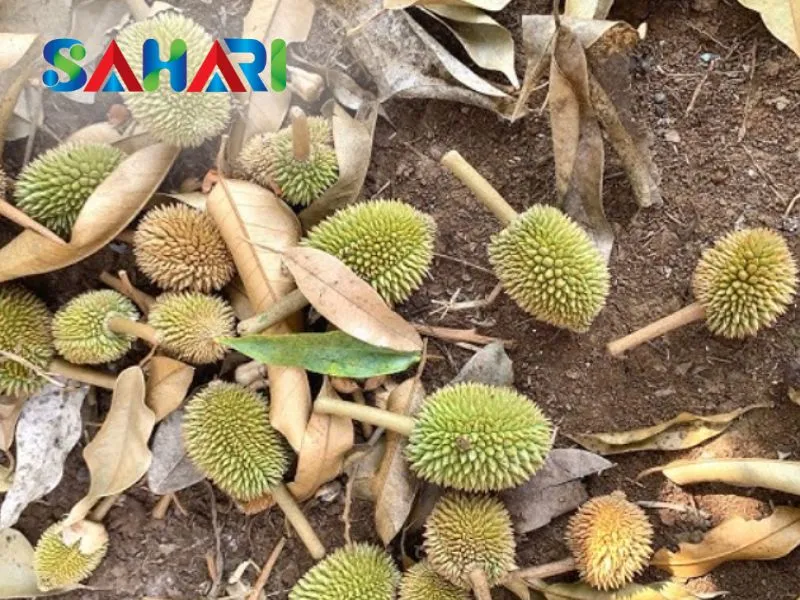 Hạn chế rụng trái non