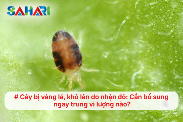 Cây bị vàng lá, khô lân do nhện đỏ: Cần bổ sung ngay trung vi lượng nào?
