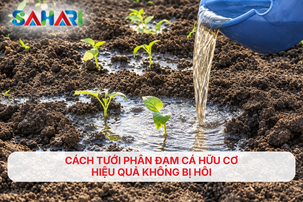 CÁCH TƯỚI PHÂN ĐẠM CÁ HỮU CƠ HIỆU QUẢ KHÔNG BỊ HÔI