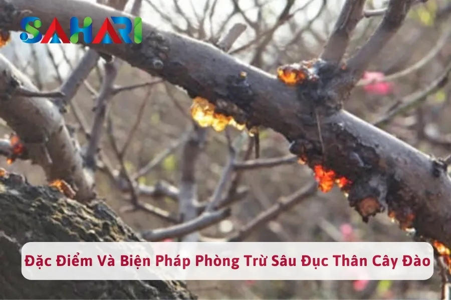 #1 Đặc Điểm Gây Hại Sâu Thân Đục Cây Đào Và Cách Phòng Trừ