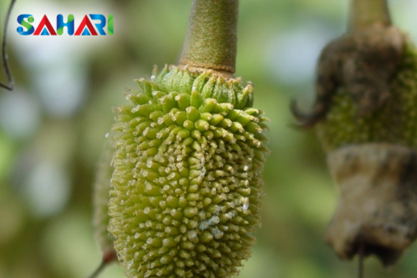 Bí quyết nhận diện nhanh từ chuyên gia Sahari