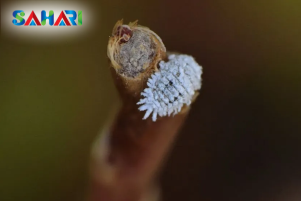 Mối quan hệ cộng sinh khăng khít với Kiến trong mùa khô