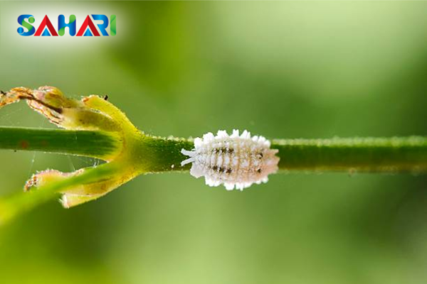 Phân loại rệp sáp hại cây trồng theo loài (Genus)