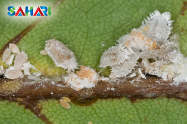 Câu hỏi thường gặp (FAQ)