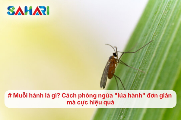 Muỗi hành là gì? Cách phòng ngừa "lúa hành" đơn giản mà cực hiệu quả
