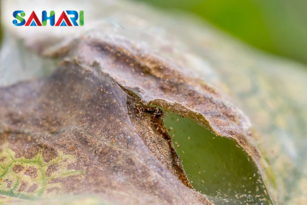Vì sao lá bị mất màu xanh khi nhện đỏ tấn công?