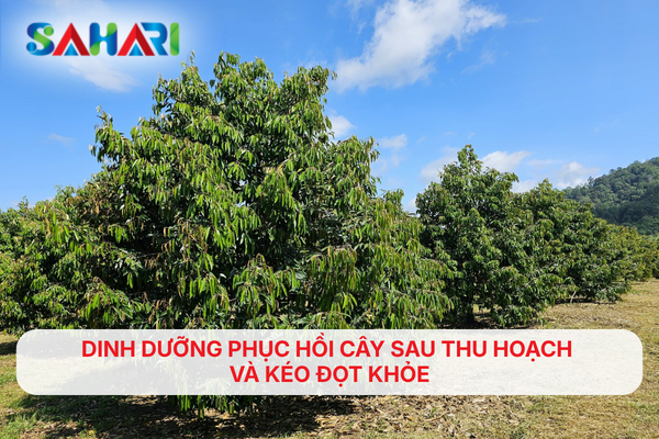 DINH DƯỠNG PHỤC HỒI CÂY SAU THU HOẠCH VÀ KÉO ĐỌT KHỎE
