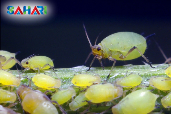  Tác hại đối với cây trồng và mối liên hệ với nấm muội đen