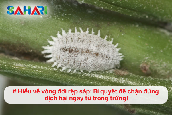 Hiểu về vòng đời rệp sáp: Bí quyết để chặn đứng dịch hại ngay từ trong trứng!