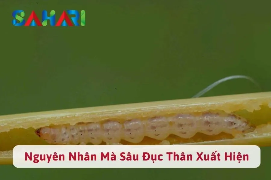 #1 Nguyên Nhân Sâu Đục Thân Xuất Hiện Phá Hoại Cây Trồng