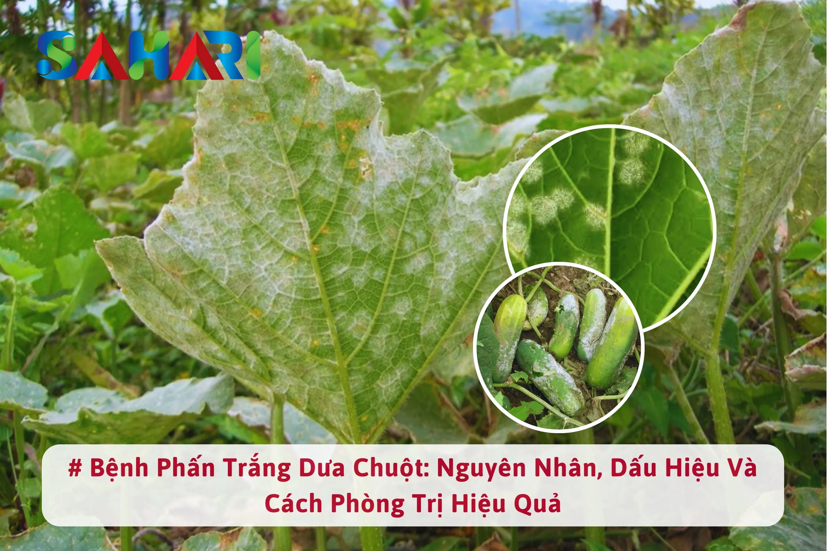 BỆNH PHẤN TRẮNG DƯA CHUỘT: NHẬN BIẾT, PHÒNG VÀ TRỊ HIỆU QUẢ