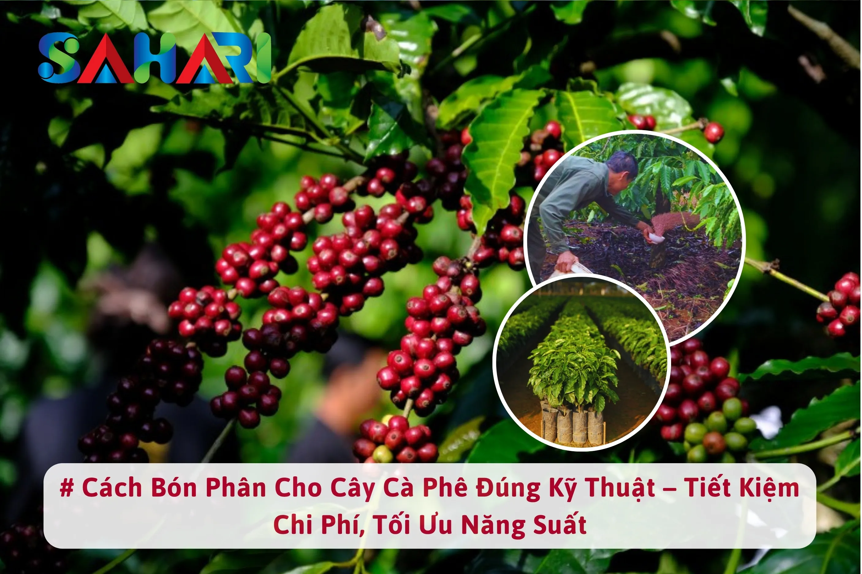  CÁCH BÓN PHÂN CHO CÂY CÀ PHÊ ĐÚNG KỸ THUẬT – TIẾT KIỆM CHI PHÍ, TỐI ƯU NĂNG SUẤT