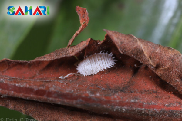 Sahari và giải pháp quản lý rệp sáp toàn diện