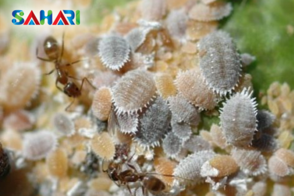 Rệp sáp là gì? "Kẻ trộm nhựa" với tấm giáp phấn trắng