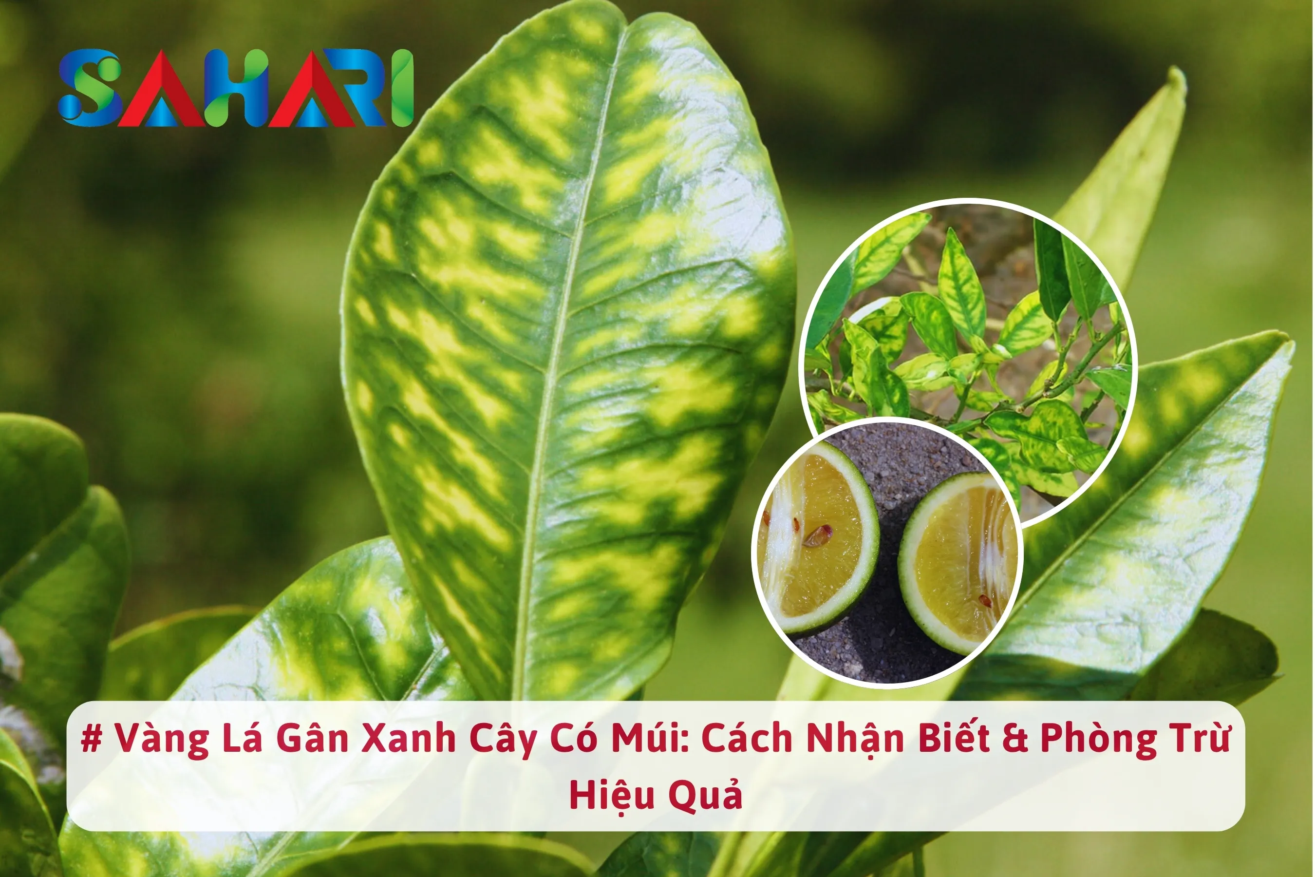 VÀNG LÁ GÂN XANH CÂY CÓ MÚI: CÁCH NHẬN BIẾT & PHÒNG TRỪ HIỆU QUẢ