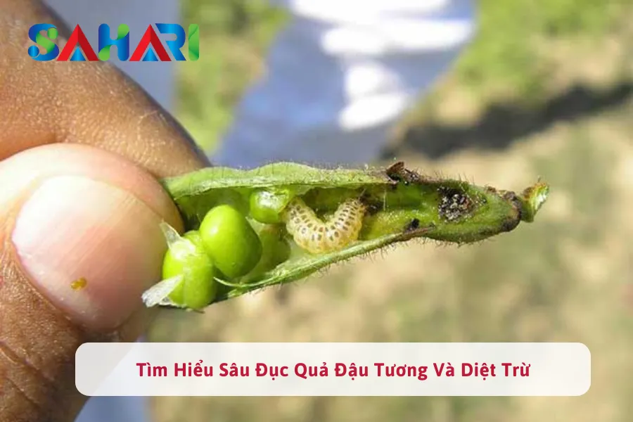 Sâu Đục Quả Đậu Tương: Dấu Hiệu Nhận Biết và Cách Phòng Trừ Hiệu Quả