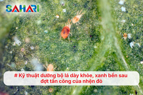 Kỹ thuật dưỡng bộ lá dày khỏe, xanh bền sau đợt tấn công của nhện đỏ