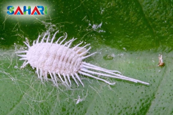 Câu hỏi thường gặp (FAQ)